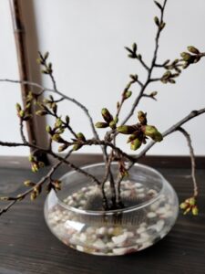 カノープス桜開花！